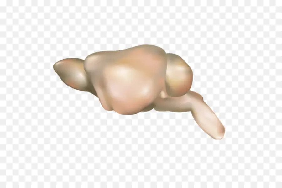 Mouse De Computador，Cérebro PNG