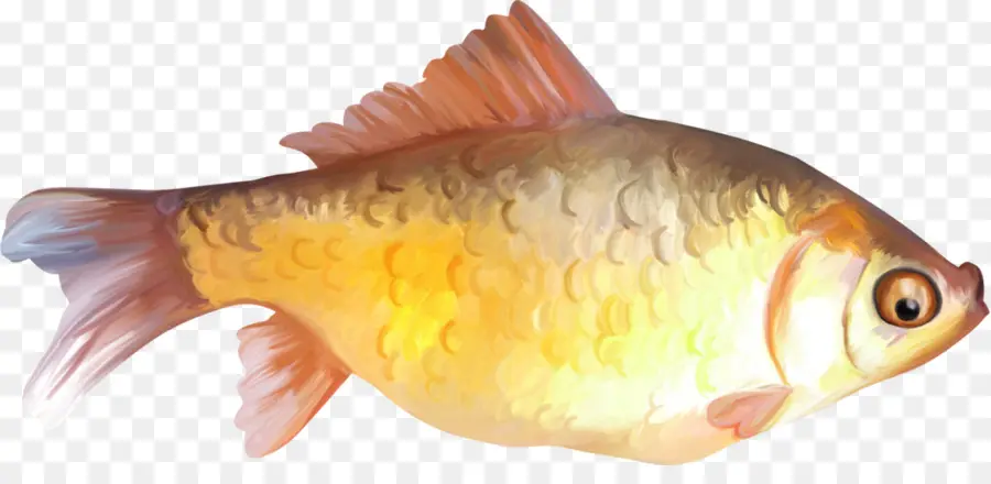 Peixe，Peixinho PNG