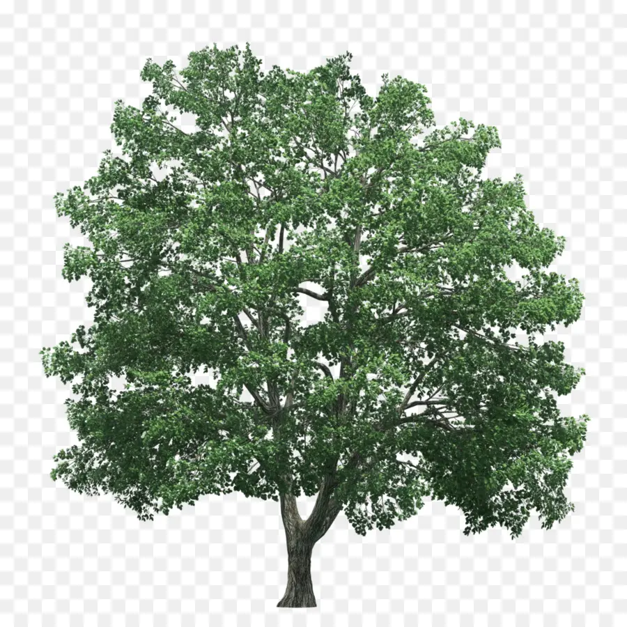 árvore，Renderização PNG