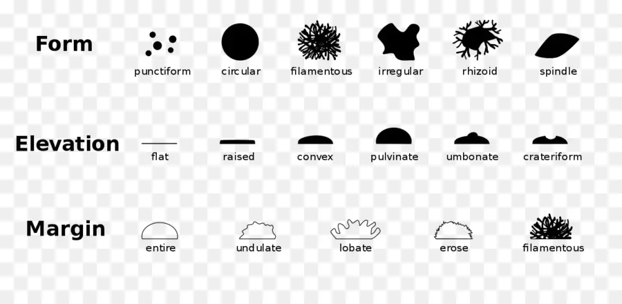 Morfologia Das Colônias Bacterianas，Forma PNG