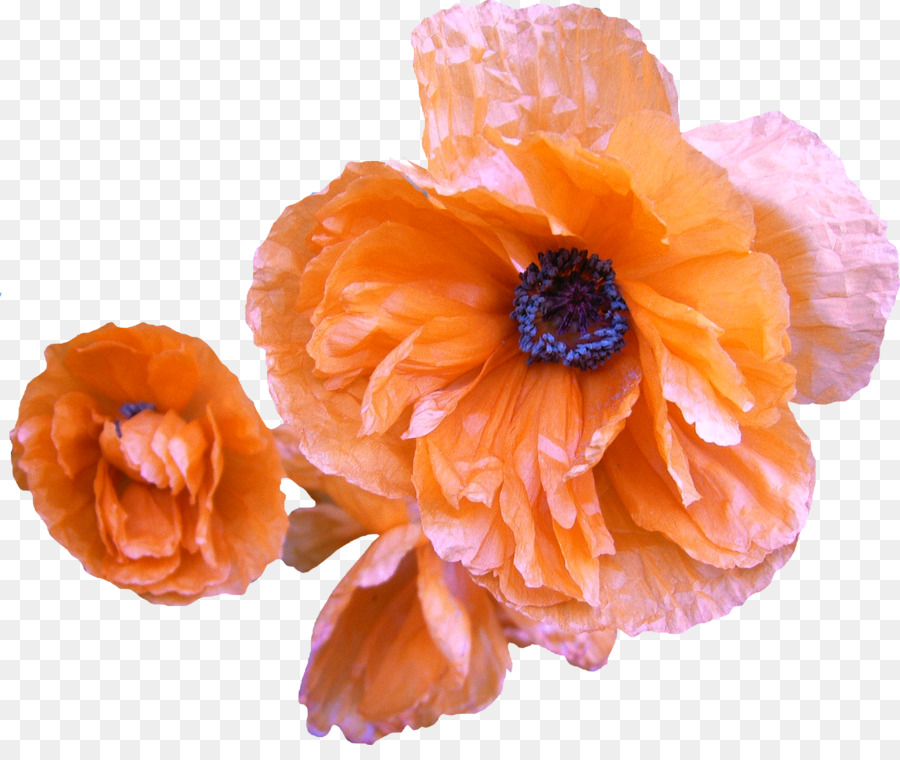 Flor Laranjeira，Florescer PNG