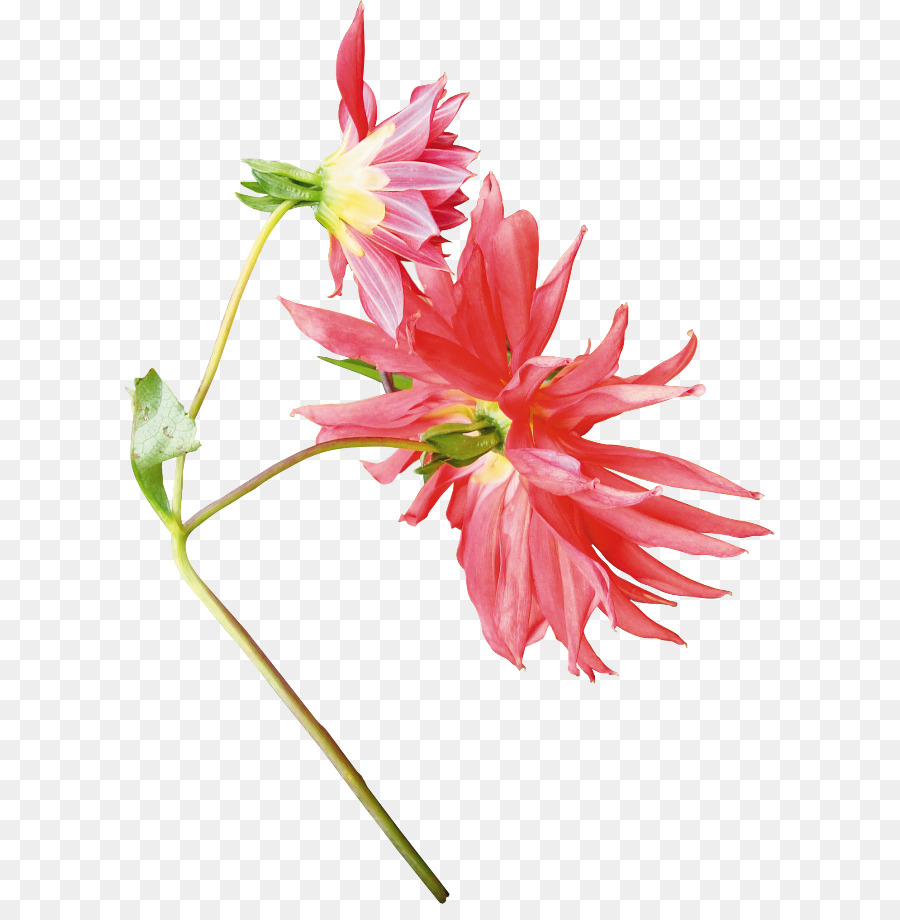 Flor Vermelha，Florescer PNG