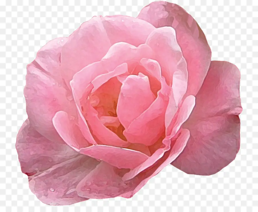 Rosa Rosa，Florescer PNG