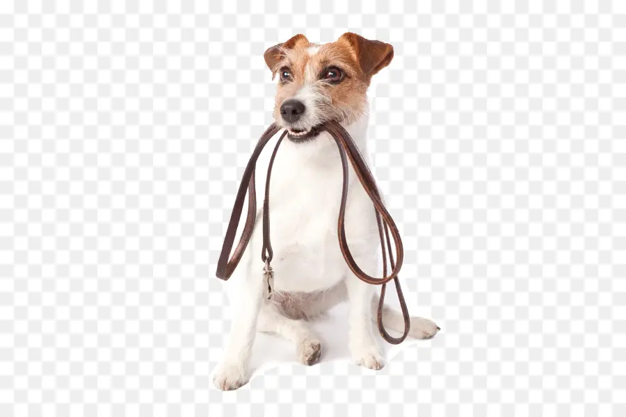 Cachorro Com Coleira，Jack Russel PNG