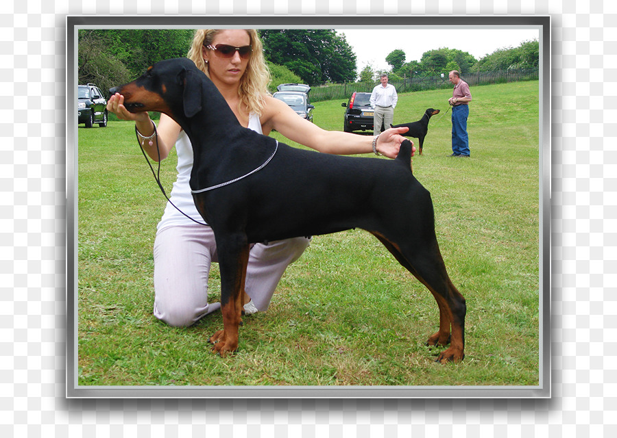 Preto E Tan Coonhound，Dobermann PNG