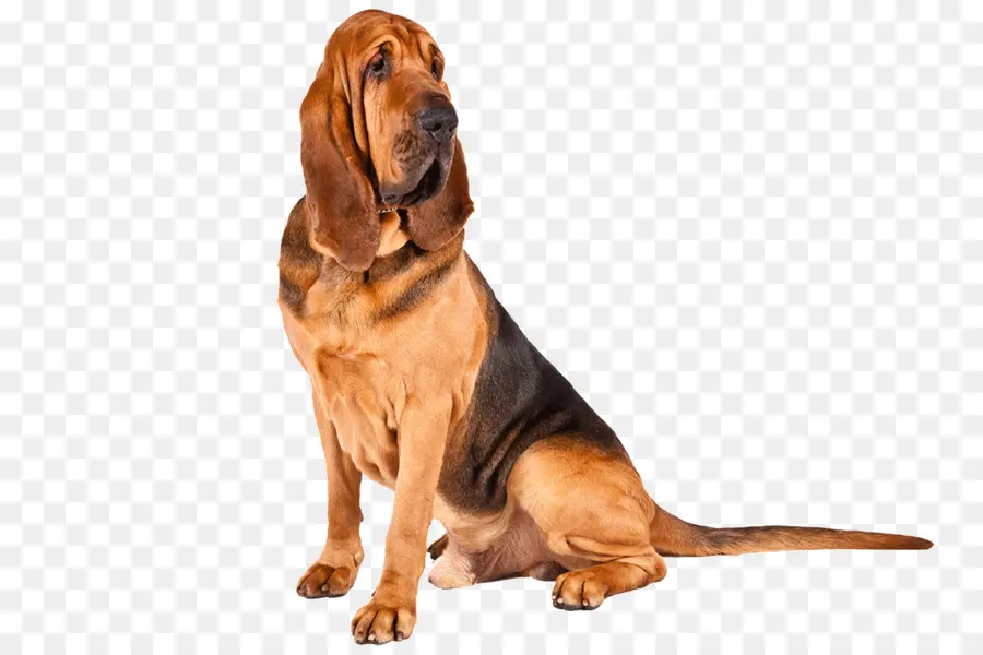 Cão De Caça，Basset Hound PNG