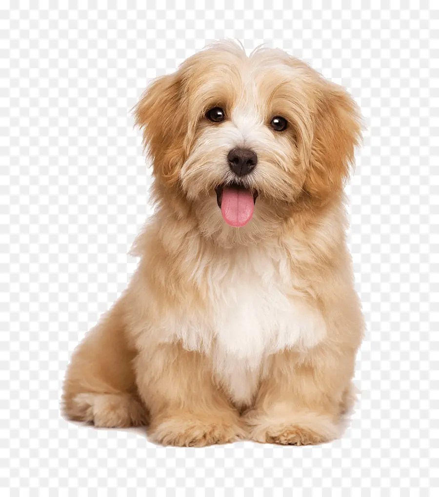 Havanese Cão，Babá De Animais PNG