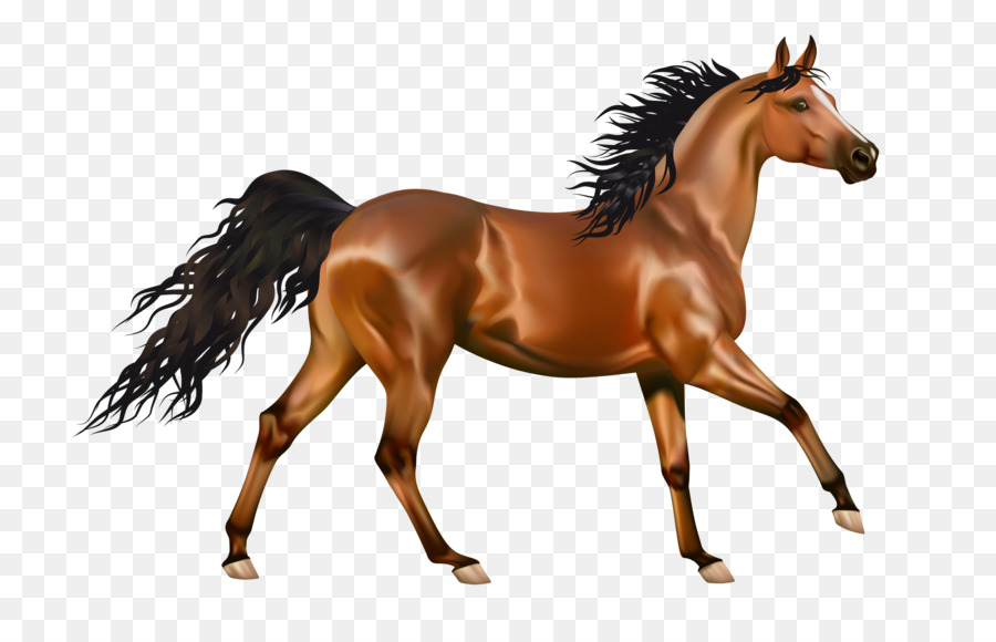 Mustang，De Pônei PNG