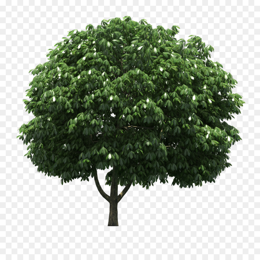 Lofter，árvore PNG