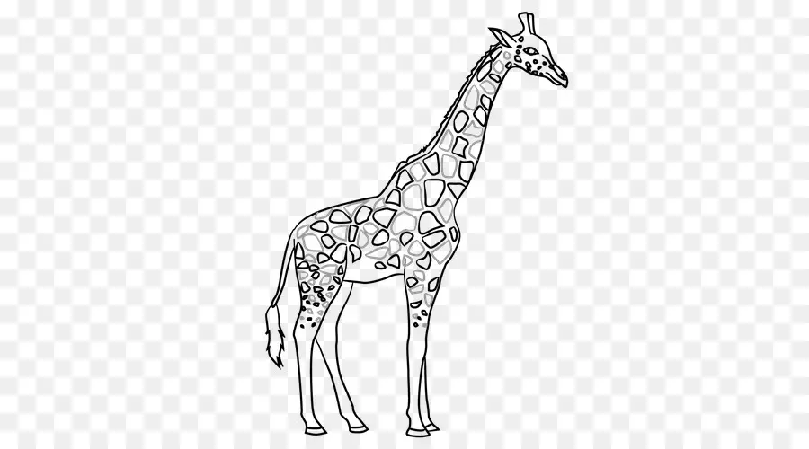 Girafa，Alto PNG