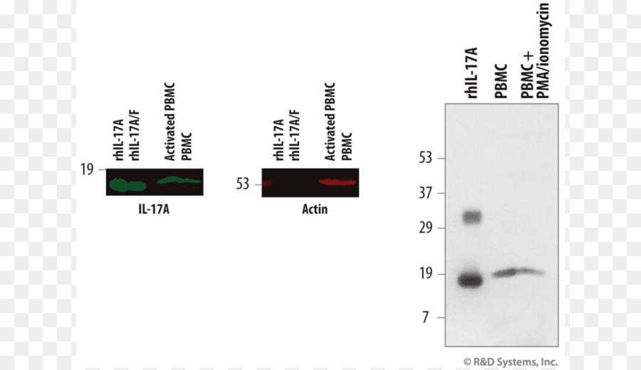 Ionomycin，Il17a PNG