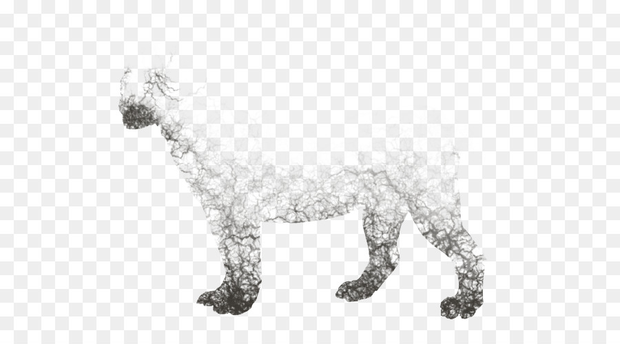 Gato，Cão PNG