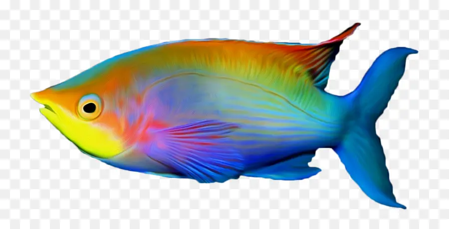 Peixe，Mar PNG