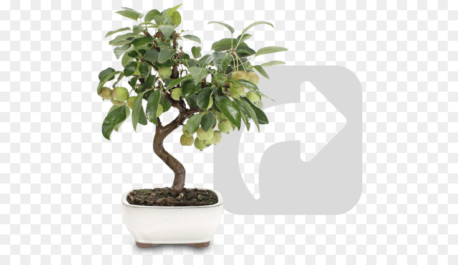 árvore Bonsai，Vaso PNG