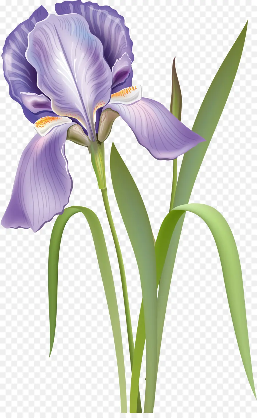 Flor，Iris Versicolor PNG
