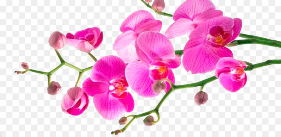 Orquídeas Rosa，Florescer PNG