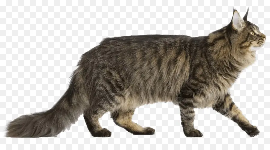 Maine Coon，Gato Norueguês Da Floresta PNG