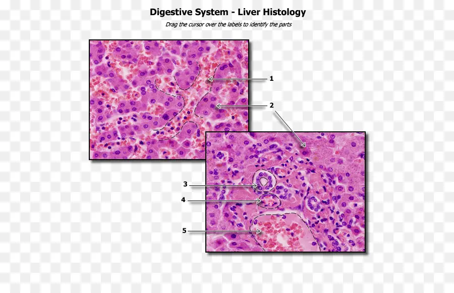 Histologia Do Fígado，Sistema Digestivo PNG