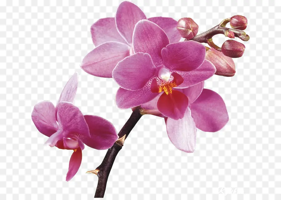Orquídeas，Papel De Parede Da área De Trabalho PNG