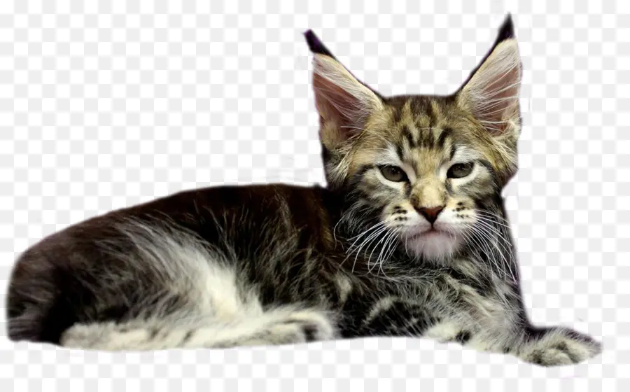 American Shorthair，European Shorthair PNG