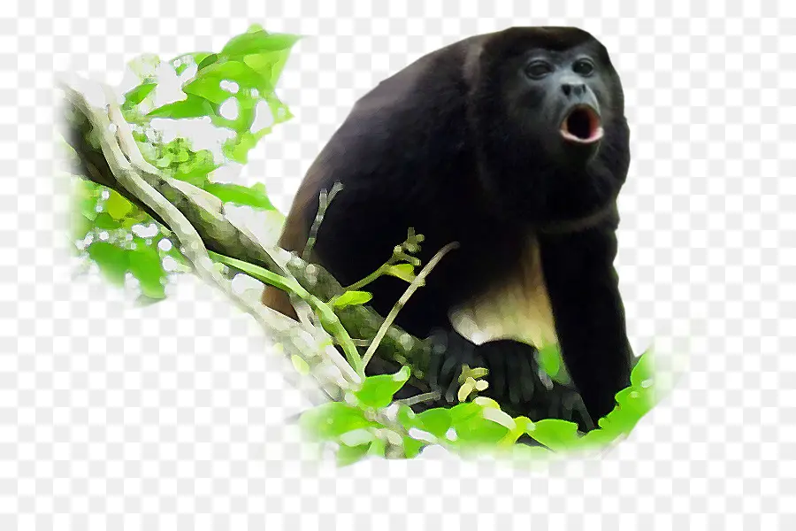 Macaco，Preto Guariba PNG