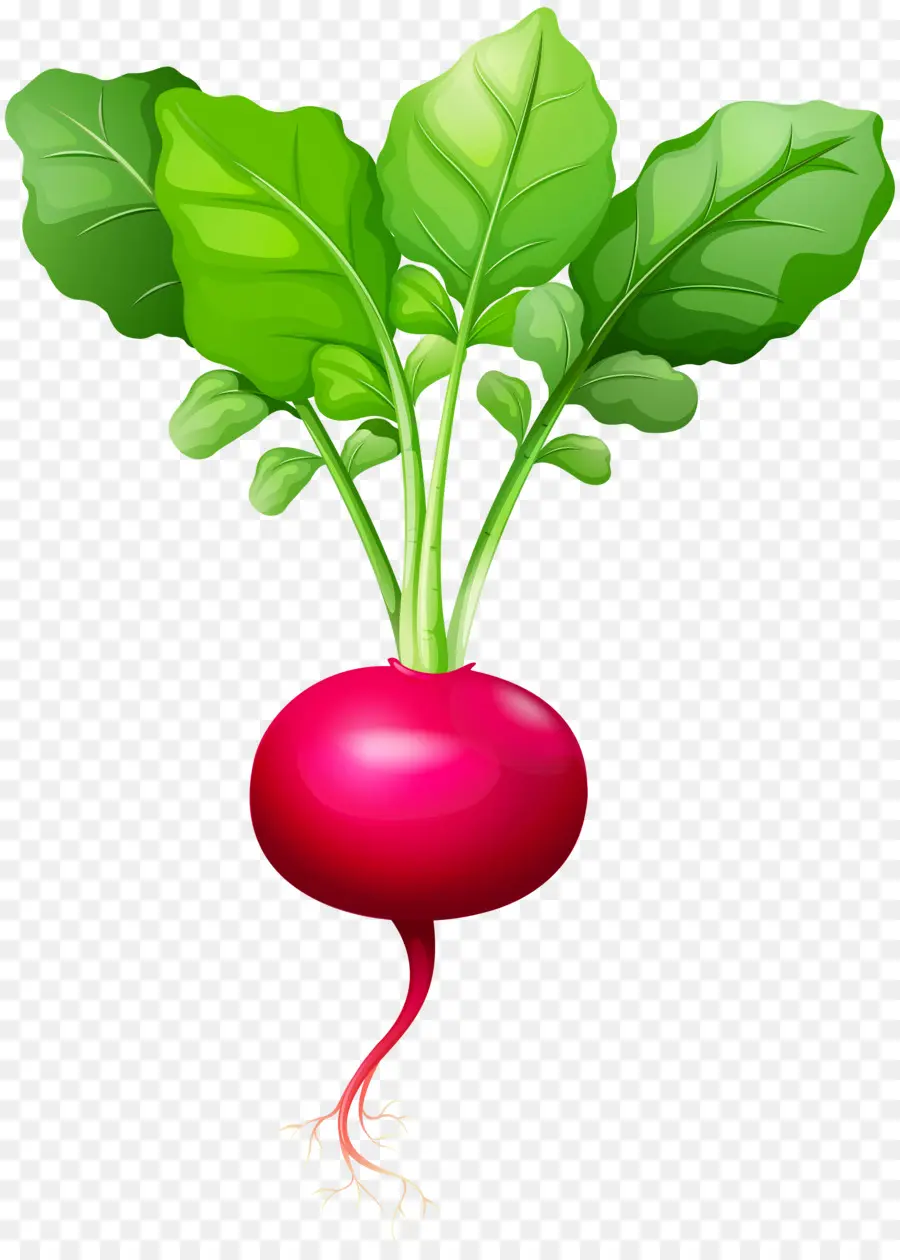 Daikon，Beterraba PNG