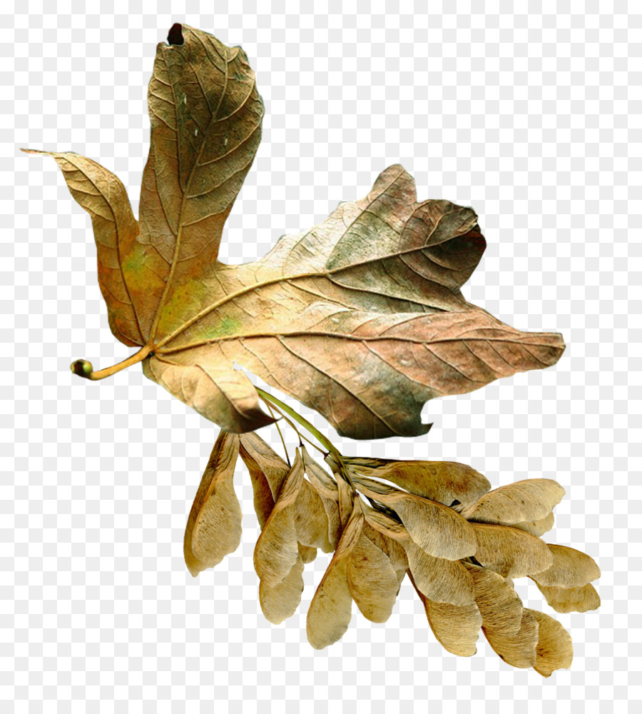 Planta，Aceraceae PNG