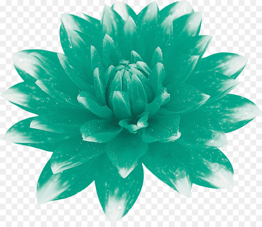 Flor De Lótus，Florescer PNG