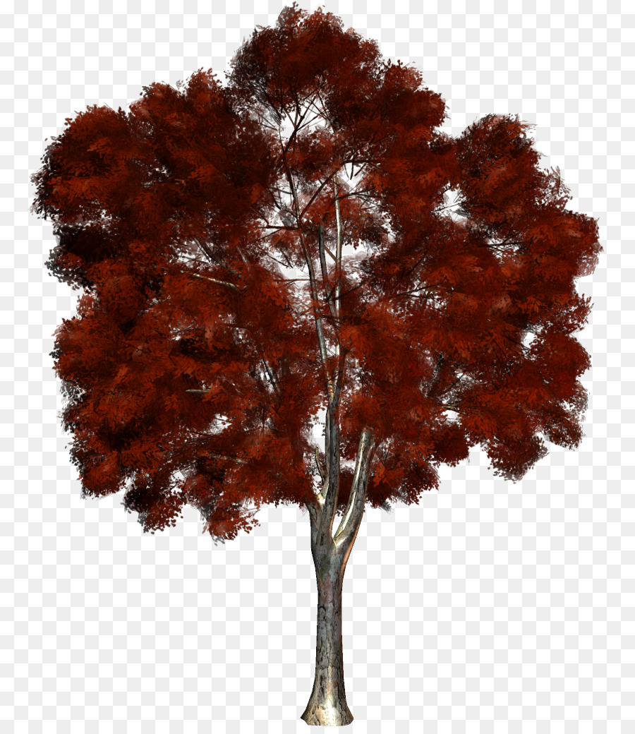 árvore，Fuscospora Alessandri PNG