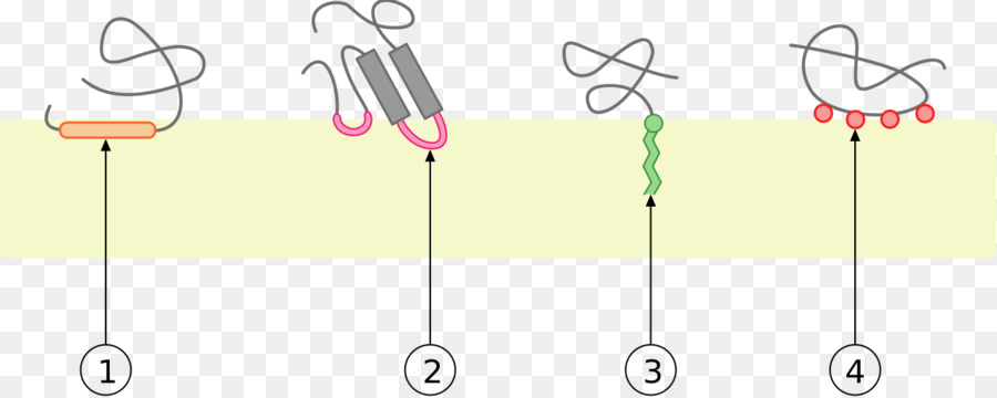 Proteína De Membrana，Periféricos De Proteínas De Membrana PNG