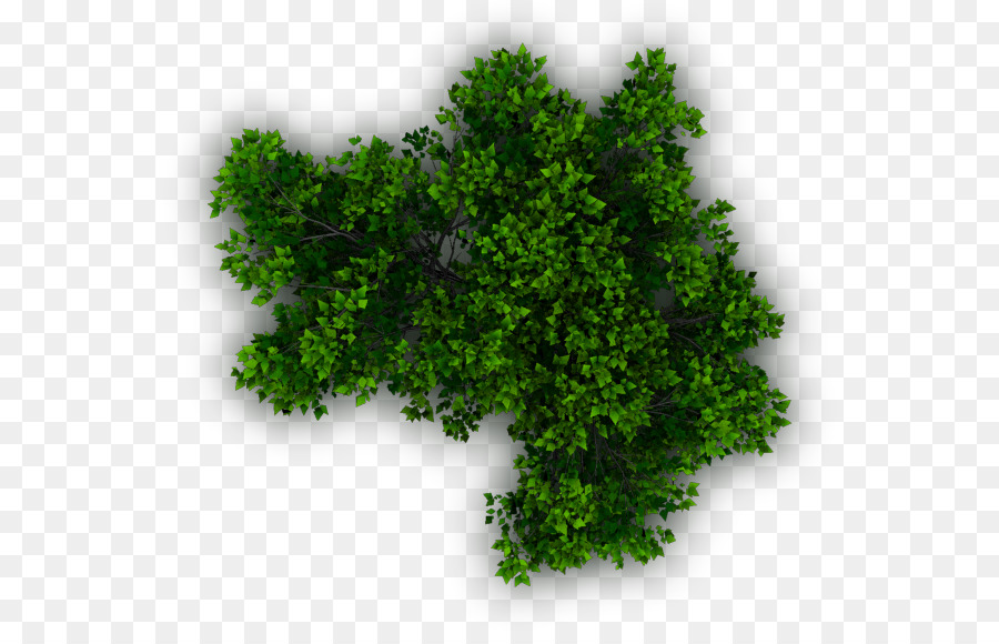 arboles en planta png