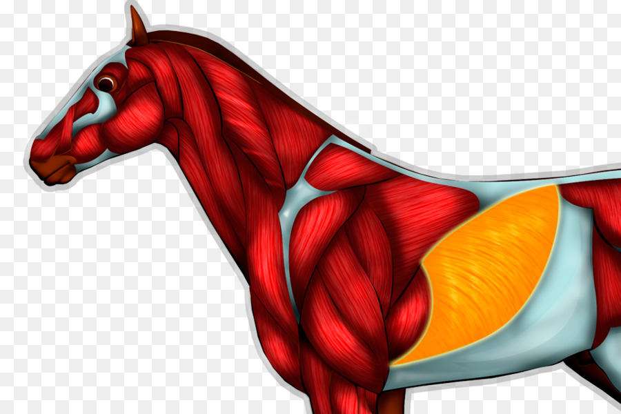 Anatomia Do Cavalo，Músculos PNG