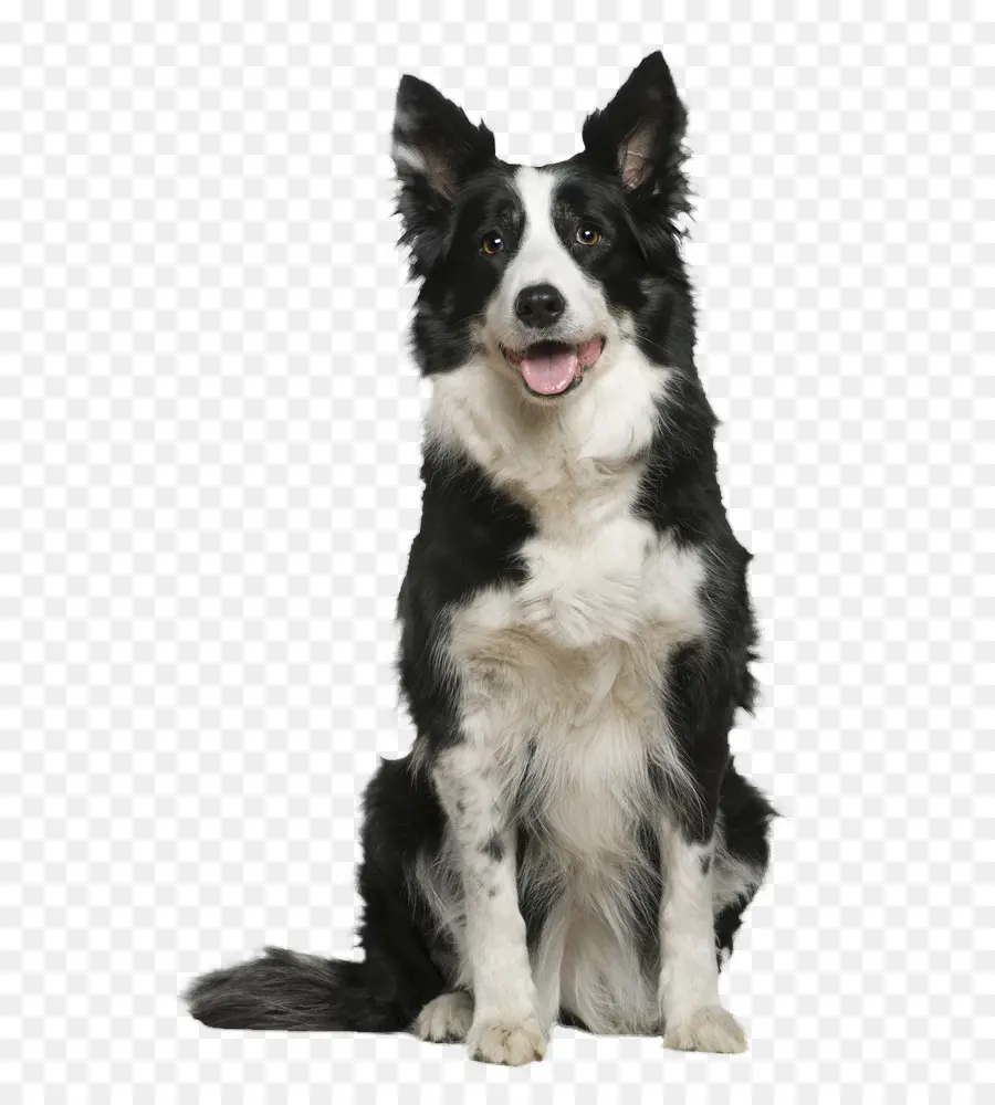 Border Collie，Rough Collie PNG