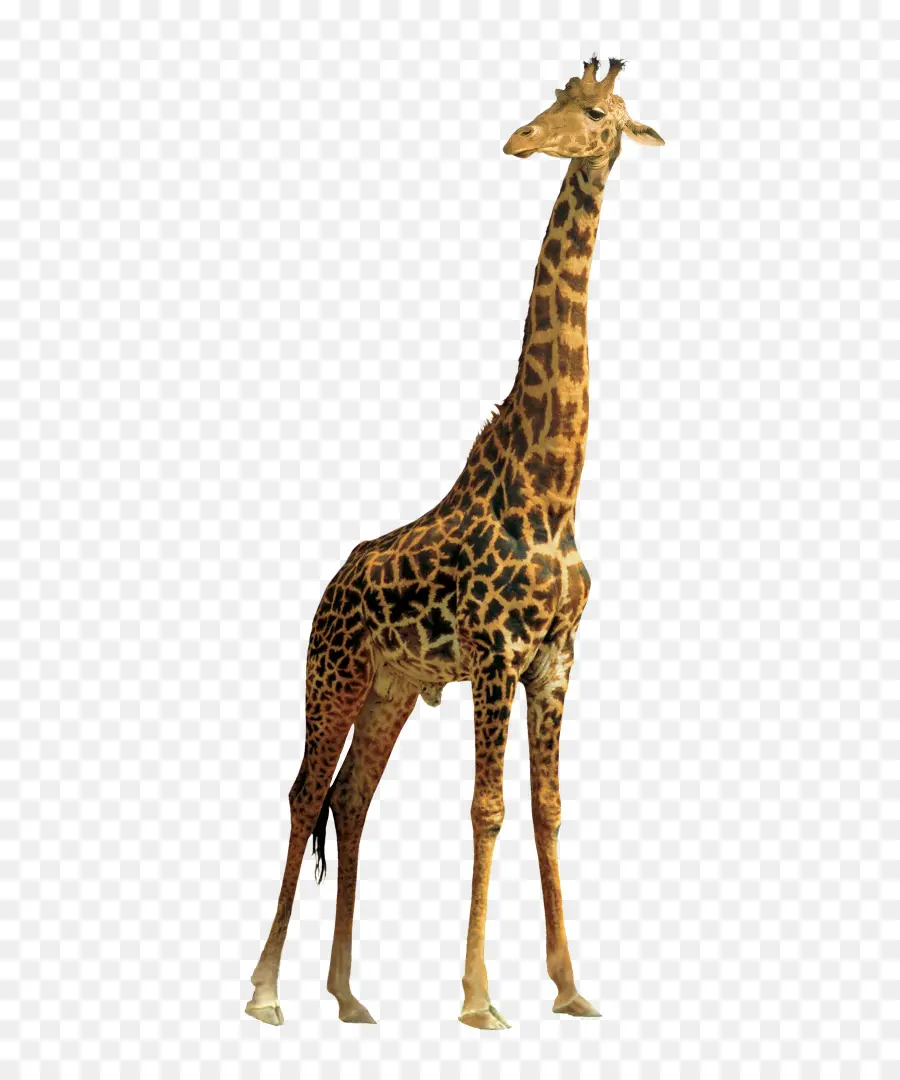 Norte Girafa，Girafa Masai PNG