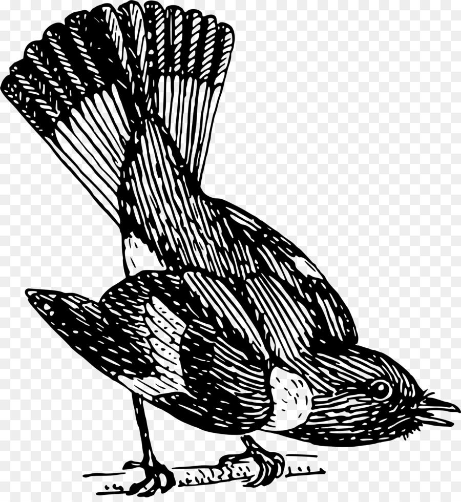 Aves，O Rabirruivo PNG