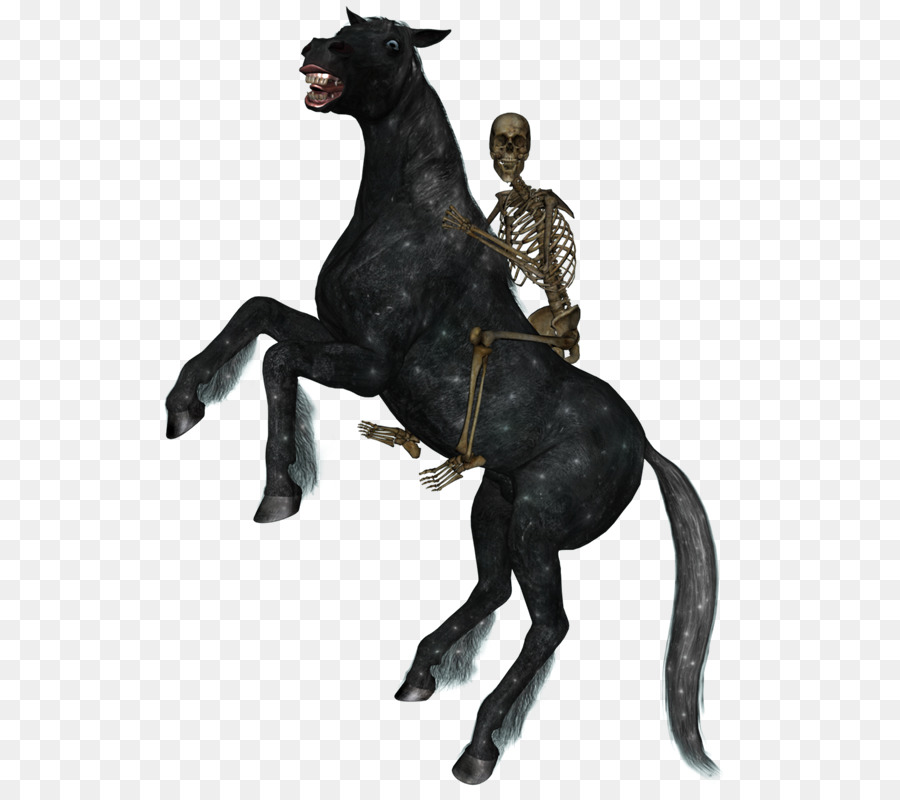 Cavalo，Equestre PNG