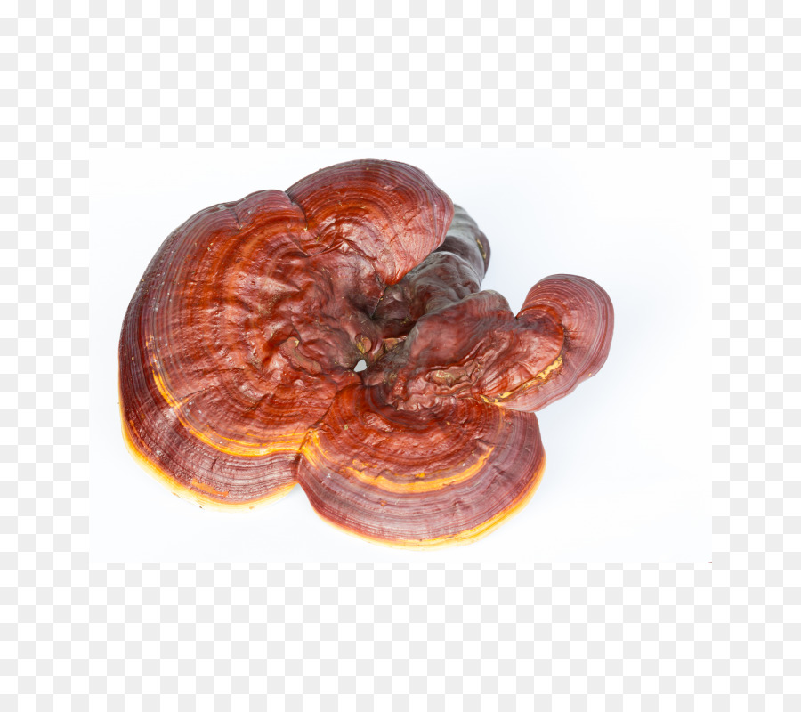 Cogumelo，Reishi PNG