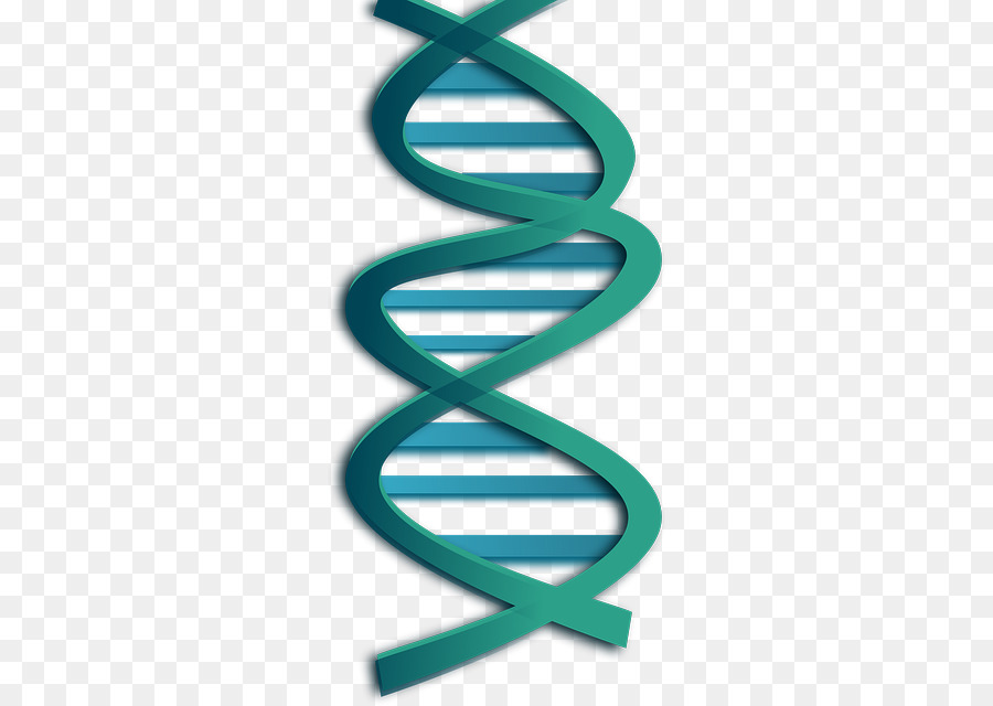 Hélice De Dna，Genética PNG