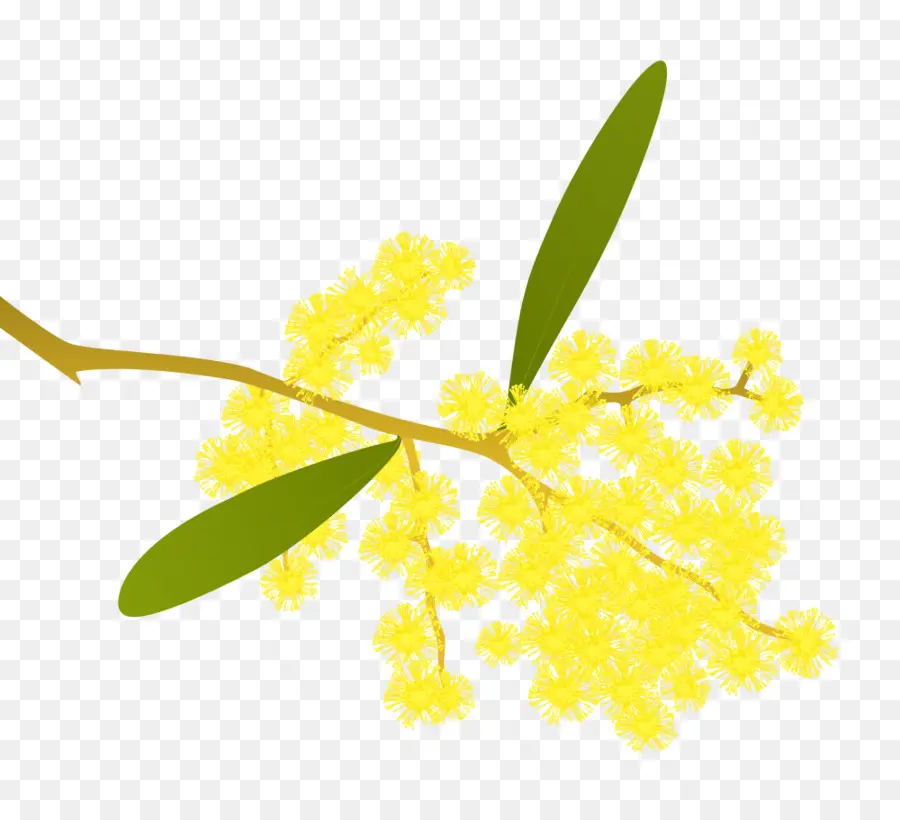 Acacia Pycnantha，Acácia PNG