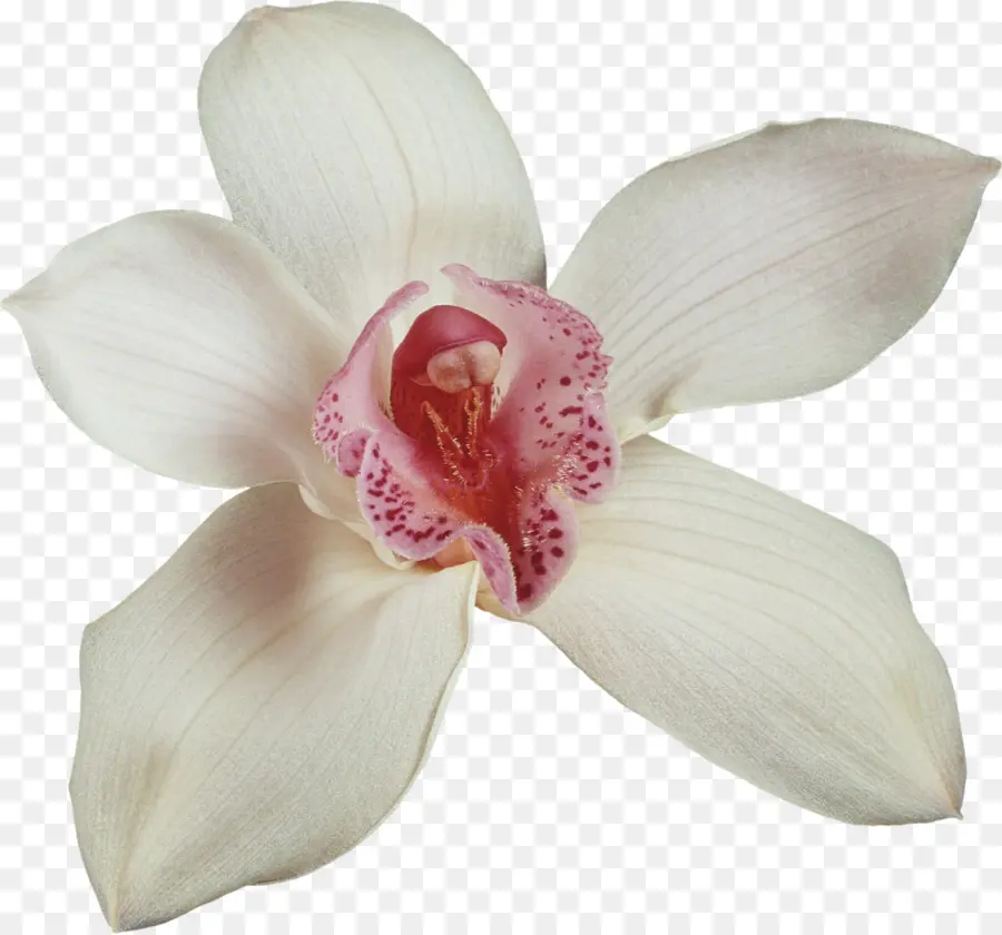 Flor，Orquídeas PNG