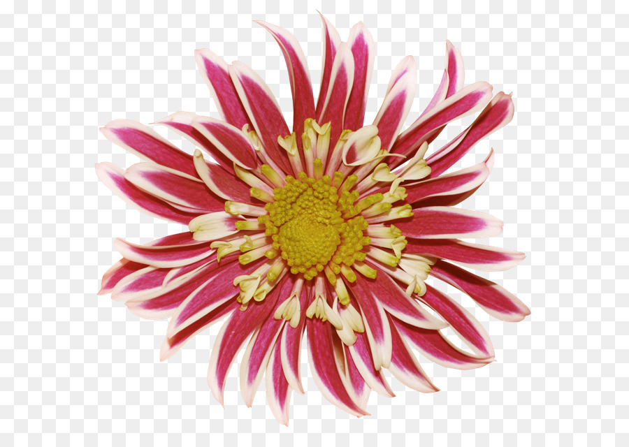 Flor，Florescer PNG