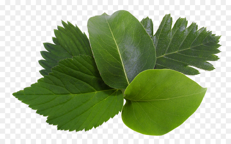 Folhas Verdes，Natureza PNG