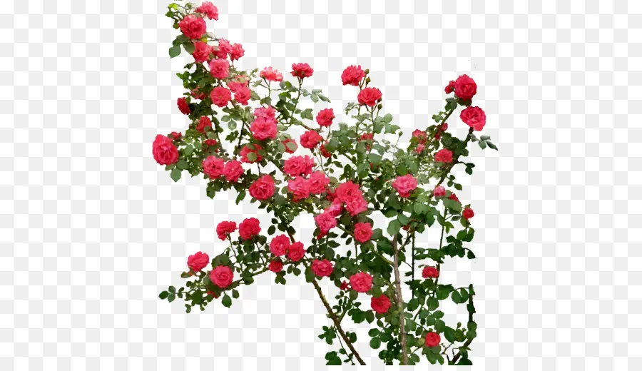 Rosas Vermelhas，Florescer PNG