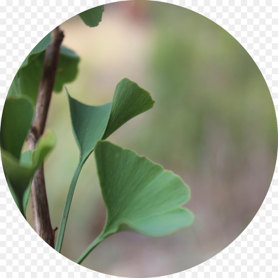 Herbalism，Erva PNG