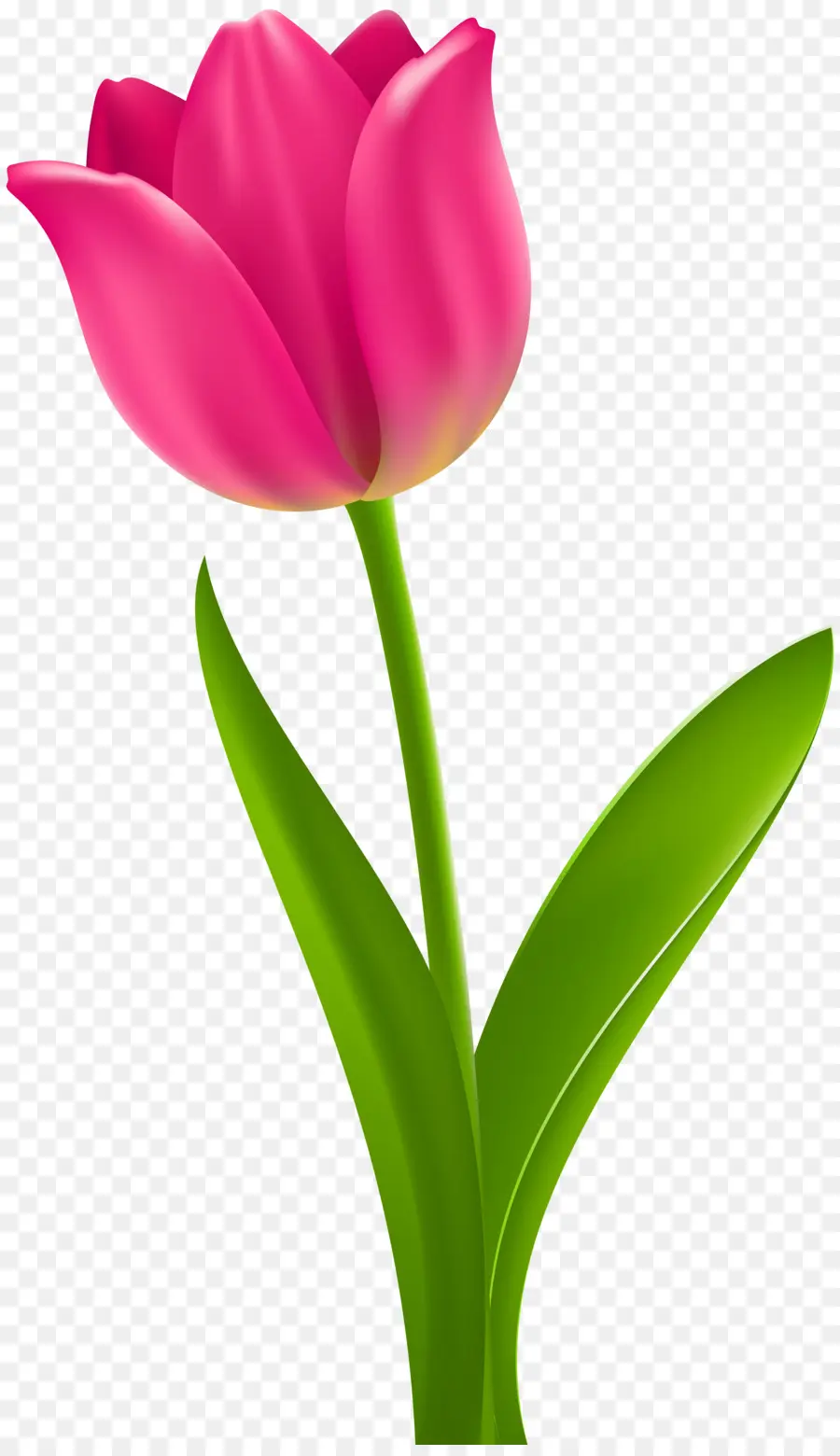 Tulip，Flor PNG