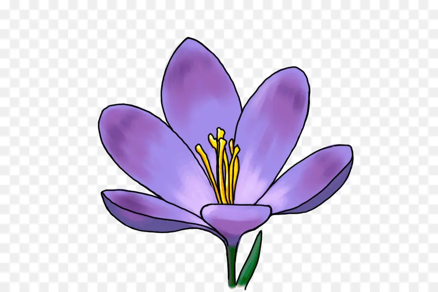 Crocus，Flor PNG