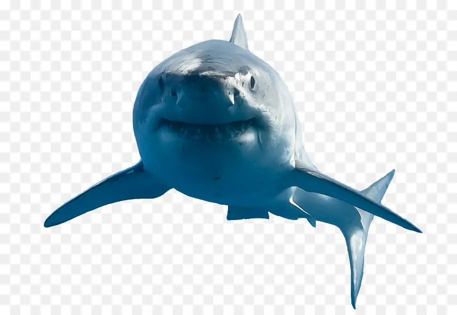 Grande Tubarão Branco，Requiem De Tubarão PNG