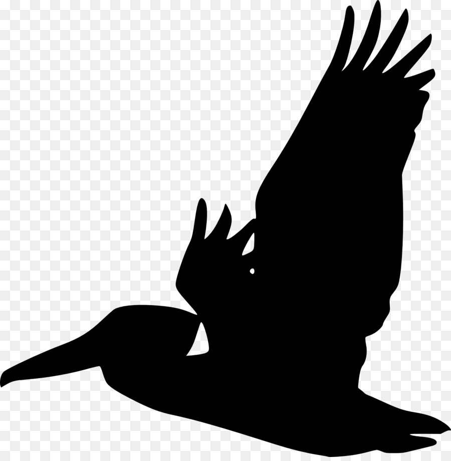 Pelicano，Aves PNG