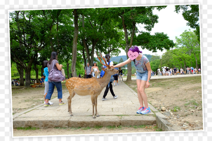 Japão，Vertebrados PNG