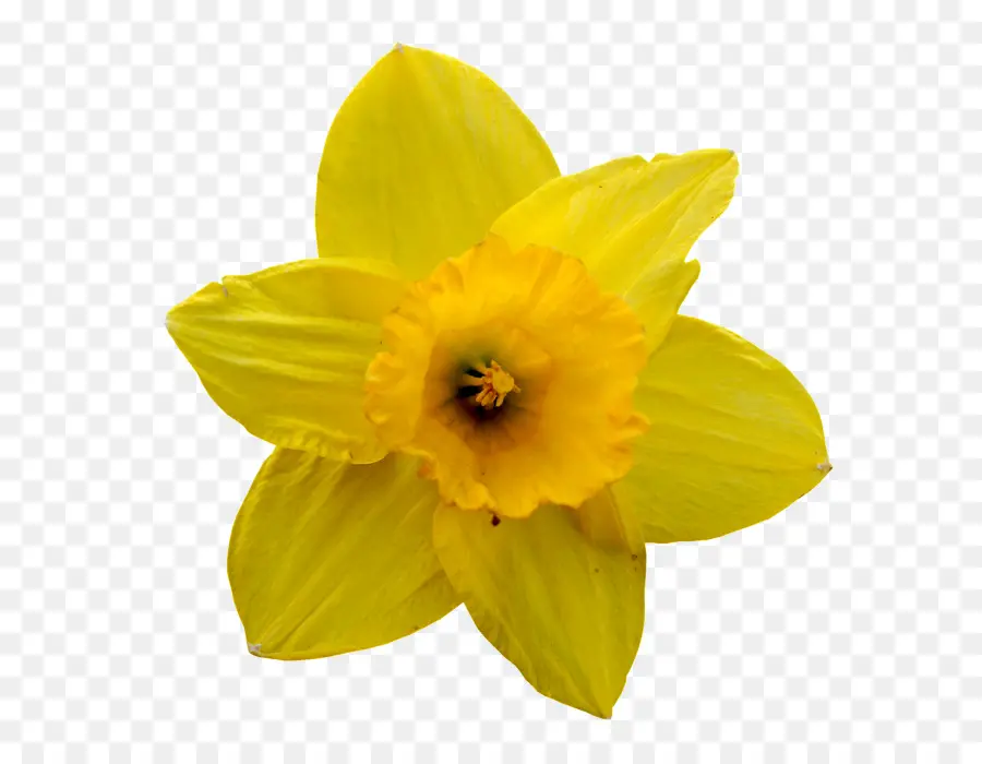 Narciso，Flor PNG